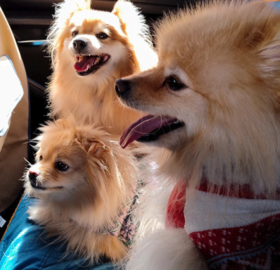 Traveling Pets Narvarte Poniente - foto 2